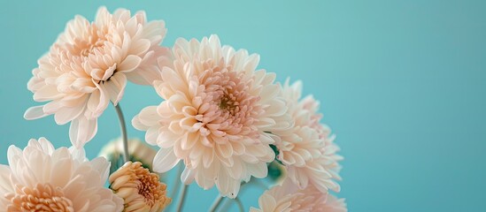 A photo of a vase filled with an abundant amount of pink flowers against a blue background.