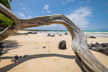 View of the trunk of a tree on Garrapatero beach, on the island of Santa Cruz, Galapagos.The turquoise sea and some rocks can be seen in the background