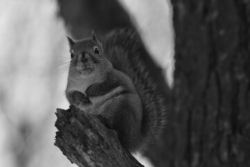 La Plaine 25 Février 2024 - N&B