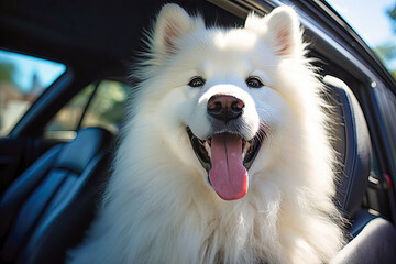 SAMOYED DOG IN THE BACK SEAT OF AN SUV