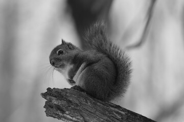 La Plaine 25 Février 2024 - N&B