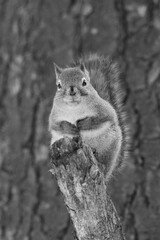 La Plaine 25 Février 2024