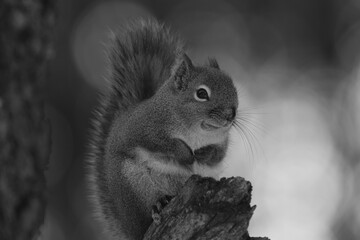 La Plaine 25 Février 2024