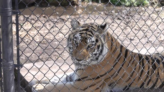 Tiger behind a chain-link fence, exuding a sense of captivity.