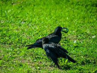 Black Crows looking for food in the grass. color nature
