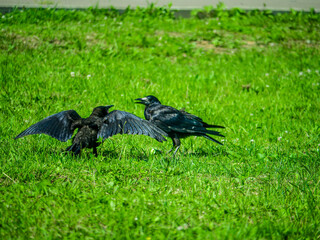 Black Crows looking for food in the grass. color nature