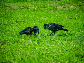 Obraz premium Black Crows looking for food in the grass. color nature