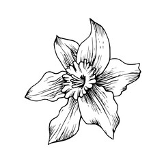 Vector daffodil flower hand drawn in ink. Black and white outline drawing of a narcissus. Botanical illustration. For packaging, cards, printing, invitations, business cards, advertising.