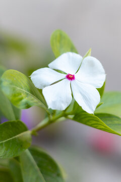 FLOR MULATA