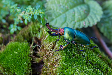 Longhorn beetle (Loesse sanguinolenta), Stag beetle on green moss.