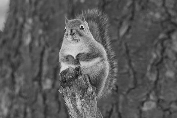 La Plaine 25 Février 2024