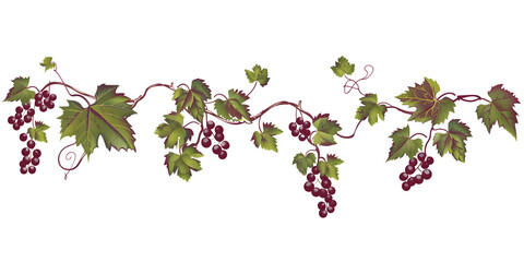 Icon illustration of a branch with grapes and leaves, isolated on transparent background