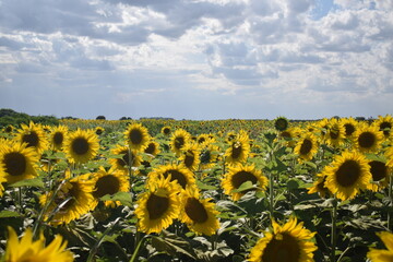 sunflower field in Argentina.