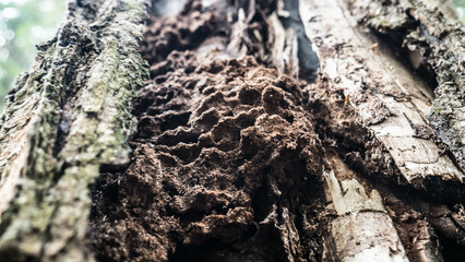 autumn forest in the suburbs general plan color