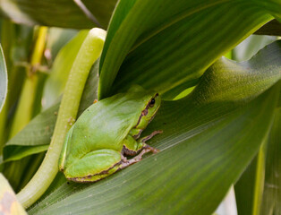 Green frog on a corn leaf.