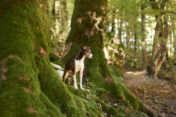 A vigilant dog stands on a mossy forest floor, a watchful guardian in nature quiet realm
