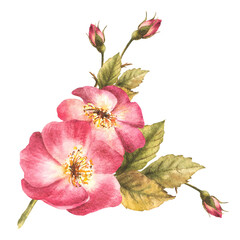 Naklejka na ściany i meble Watercolor pink wild rose hip branch with buds and flower, dog or brier rose im bloom. Botanical clipart for card, logo, medical label print. Hand drawn floral illustration isolated white background.