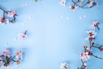 spring cherry and almond tree blossoming flowers over blue background with copy space