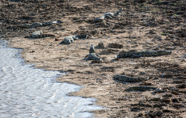 Crocodiles sunbathing on the bank of a lake within Yala National Park near Tissamaharama in southern Sri Lanka.