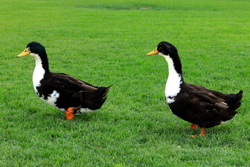 A big gray and white duck , walking on green lawn. Poultry on farm in the village. Waterfowl birds, geese