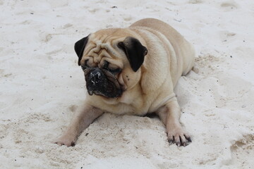 PUG IN THE BEACH