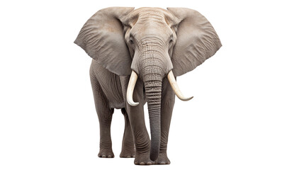 Elephant Transparent Background PNG Photo Realistic