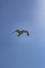 Seagull at Elba island - Tuscany - Italy