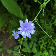 Chicorium Intybus.  Fowers Blue 