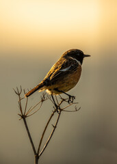 Stonechat (Saxicola rubicola) on Bull Island, Dublin Coast, Ireland