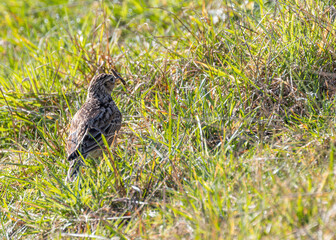 Skylark (Alauda arvensis) on Bull Island, Dublin, Ireland