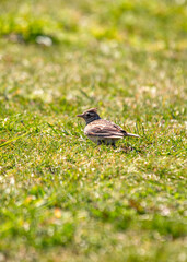 Skylark (Alauda arvensis) on Bull Island, Dublin, Ireland