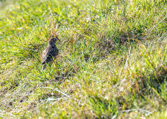 Skylark (Alauda arvensis) on Bull Island, Dublin, Ireland