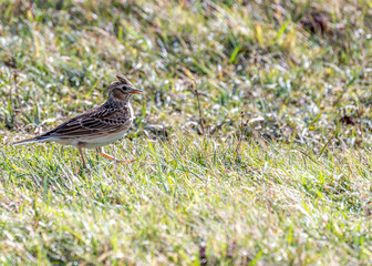 Skylark (Alauda arvensis) on Bull Island, Dublin, Ireland