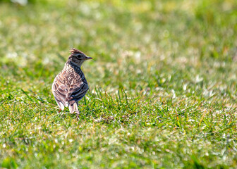 Skylark (Alauda arvensis) on Bull Island, Dublin, Ireland