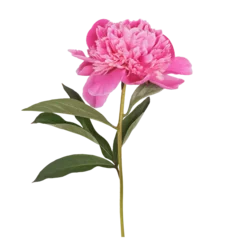 Fotobehang Pioenrozen Beautiful peony flower isolated on white background  © Diana Vyshniakova