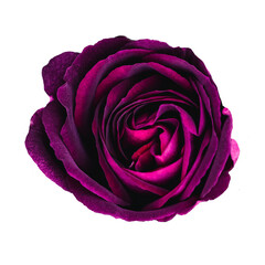 Dark purple color rose