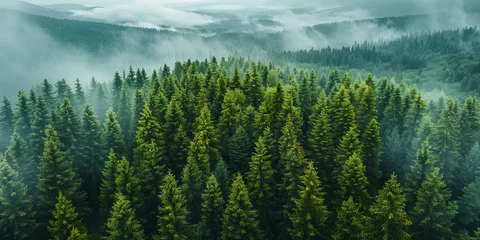 Fototapeten breathtaking landscapes of fir forest © toomi123