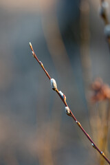 furry buds of willow in a spring light