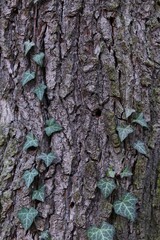 close-up view of rough tree bark adorned with green ivy leaves. concepts: nature textures, eco-friendly concept, green living, forest walks, woodland scenes, design backgrounds, exploring forest.