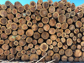 丸太　木材　木