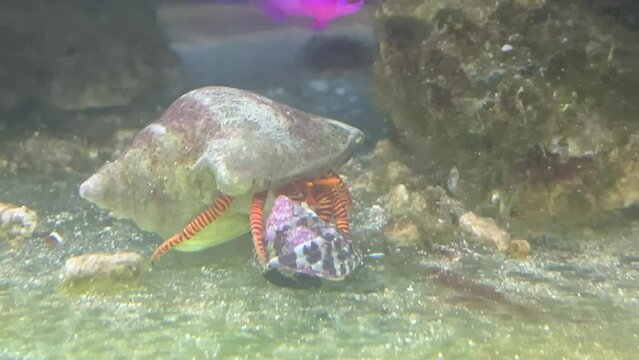 Ein Einsiedler Krebs und eine Turboschnecke.