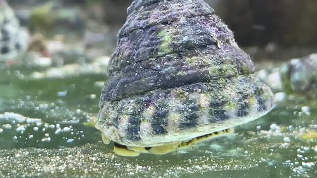 Portrait einer Tectus fenestratus Turboschnecke im Meerwasseraquarium.