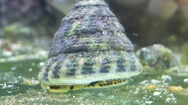 Portrait einer Tectus fenestratus Turboschnecke im Meerwasseraquarium.