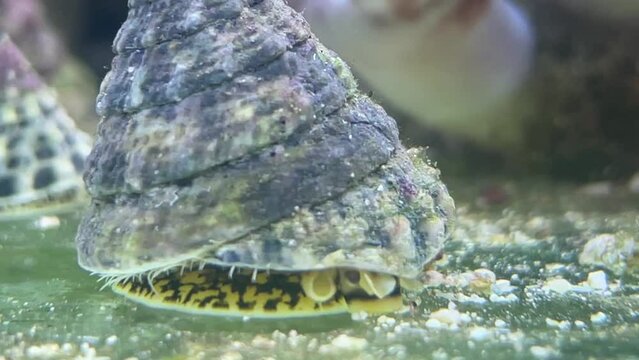 Portrait einer Tectus fenestratus Turboschnecke im Meerwasseraquarium.