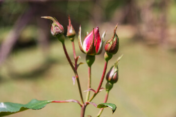 Obraz premium Hakgala Botanical Garden,Nuwara Eliya, Central Province, Sri Lanka
