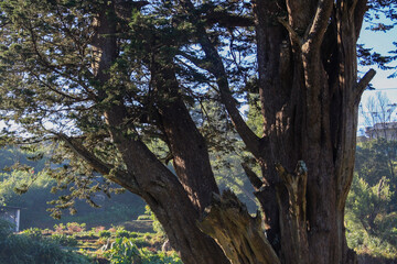 Fototapeta premium Nuwara Eliya, Central Province, Sri Lanka