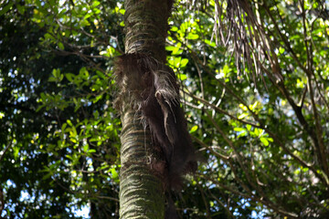 Hakgala Botanical Garden,Nuwara Eliya, Central Province, Sri Lanka