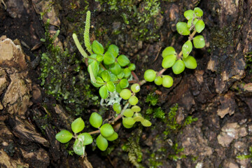 Hakgala Botanical Garden,Nuwara Eliya, Central Province, Sri Lanka