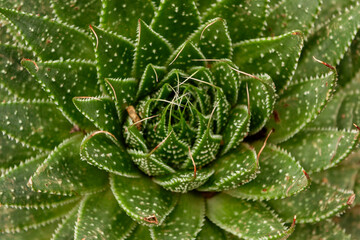 Hakgala Botanical Garden,Nuwara Eliya, Central Province, Sri Lanka