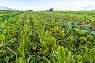 Green Horizons: Harvested Spinach in a Fertile Field.
